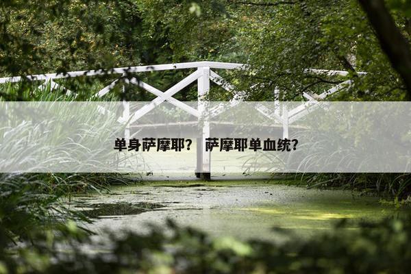 单身萨摩耶？ 萨摩耶单血统？
