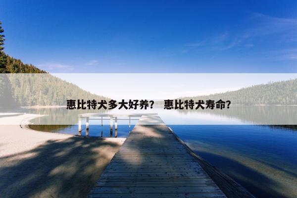 惠比特犬多大好养？ 惠比特犬寿命？