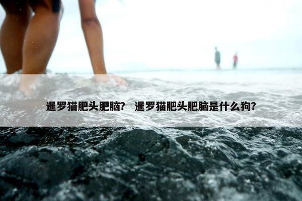 暹罗猫肥头肥脑？ 暹罗猫肥头肥脑是什么狗？