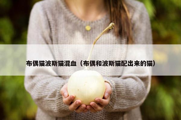 布偶猫波斯猫混血（布偶和波斯猫配出来的猫）