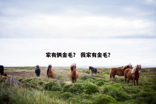 家有俩金毛？ 我家有金毛？