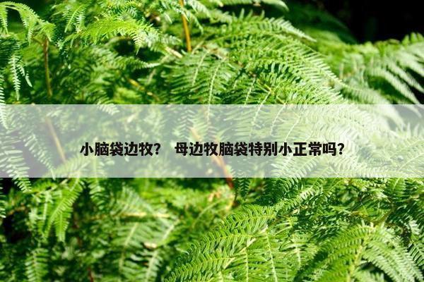 小脑袋边牧？ 母边牧脑袋特别小正常吗？