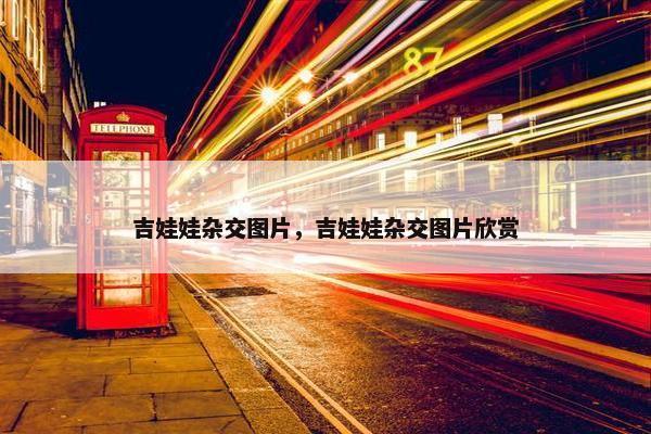吉娃娃杂交图片，吉娃娃杂交图片欣赏