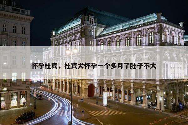 怀孕杜宾，杜宾犬怀孕一个多月了肚子不大