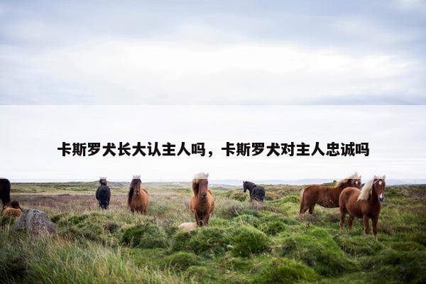 卡斯罗犬长大认主人吗，卡斯罗犬对主人忠诚吗