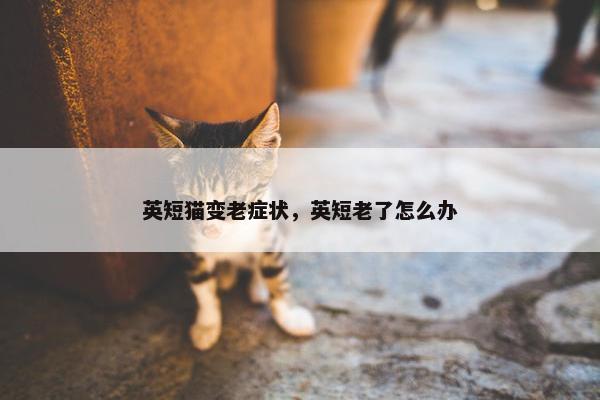 英短猫变老症状，英短老了怎么办