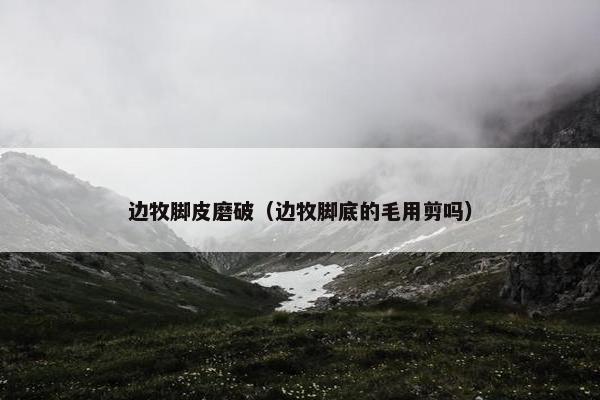 边牧脚皮磨破（边牧脚底的毛用剪吗）