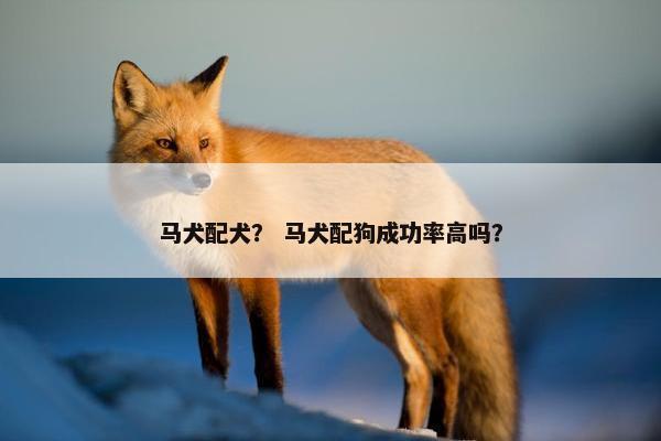 马犬配犬？ 马犬配狗成功率高吗？