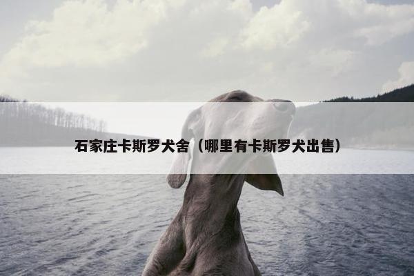 石家庄卡斯罗犬舍（哪里有卡斯罗犬出售）