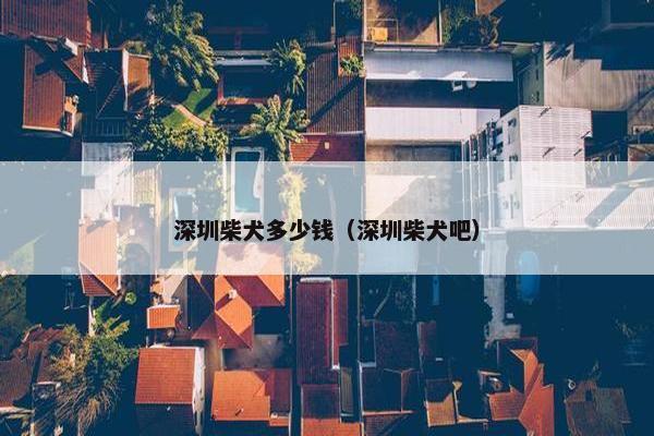 深圳柴犬多少钱（深圳柴犬吧）
