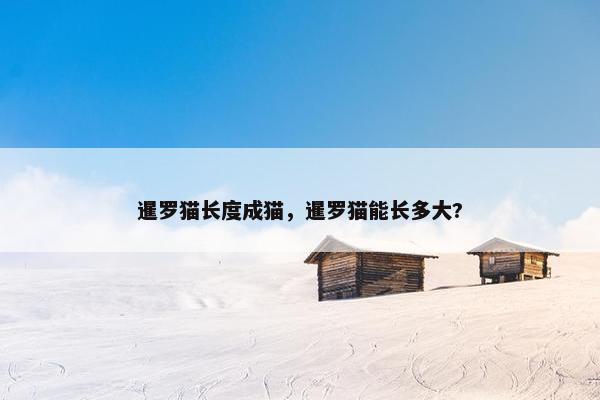 暹罗猫长度成猫，暹罗猫能长多大?