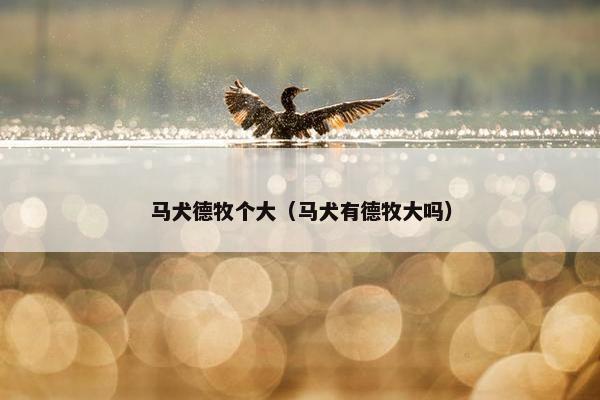 马犬德牧个大（马犬有德牧大吗）