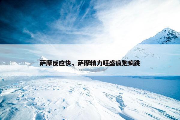 萨摩反应快，萨摩精力旺盛疯跑疯跳