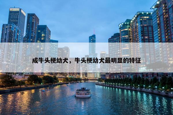 成牛头梗幼犬，牛头梗幼犬最明显的特征