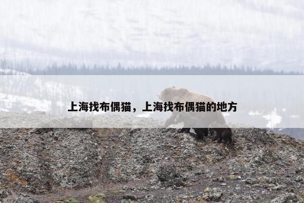 上海找布偶猫，上海找布偶猫的地方