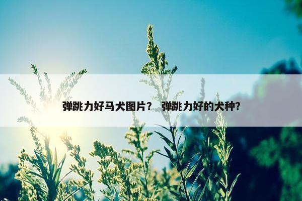 弹跳力好马犬图片？ 弹跳力好的犬种？