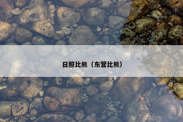 日照比熊（东营比熊）