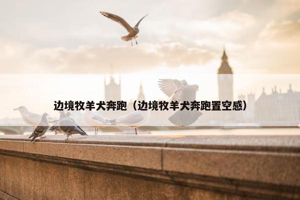 边境牧羊犬奔跑（边境牧羊犬奔跑置空感）