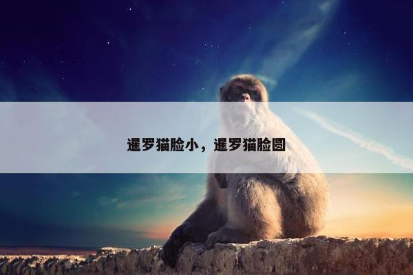 暹罗猫脸小，暹罗猫脸圆