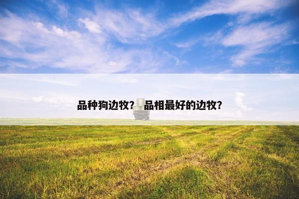 品种狗边牧？ 品相最好的边牧？