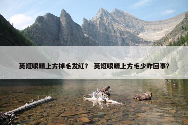 英短眼睛上方掉毛发红？ 英短眼睛上方毛少咋回事？