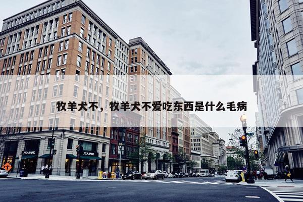 牧羊犬不，牧羊犬不爱吃东西是什么毛病