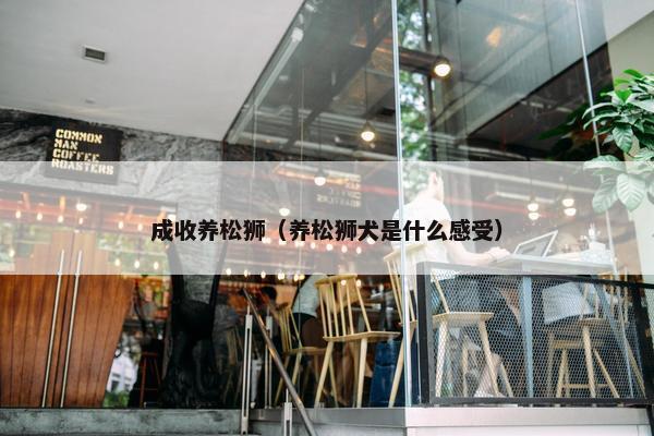 成收养松狮（养松狮犬是什么感受）