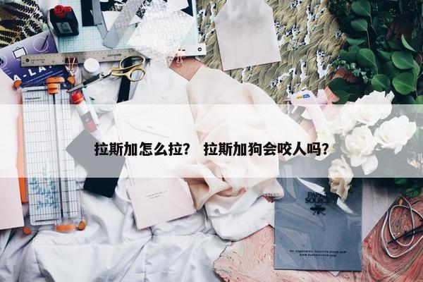 拉斯加怎么拉？ 拉斯加狗会咬人吗？