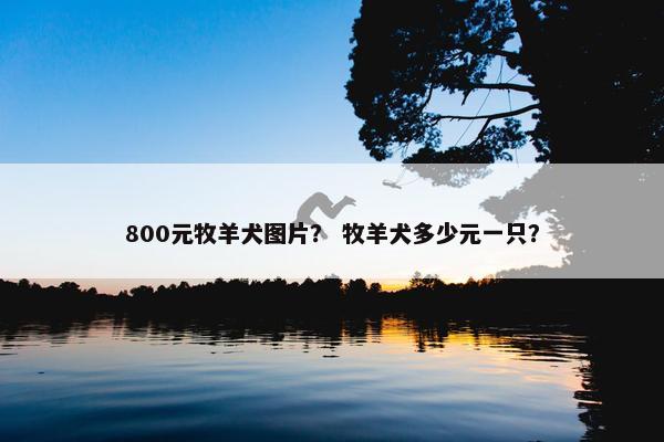 800元牧羊犬图片？ 牧羊犬多少元一只？