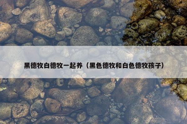 黑德牧白德牧一起养（黑色德牧和白色德牧孩子）