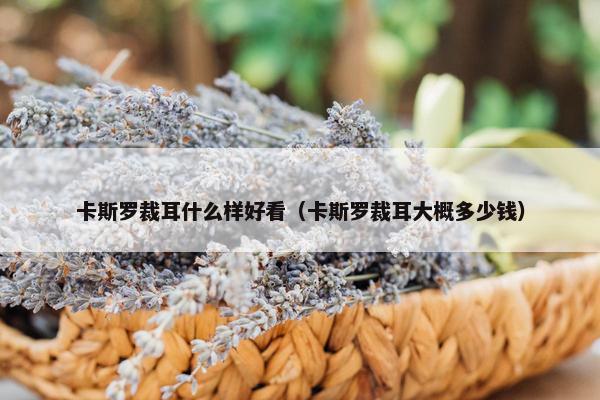 卡斯罗裁耳什么样好看（卡斯罗裁耳大概多少钱）