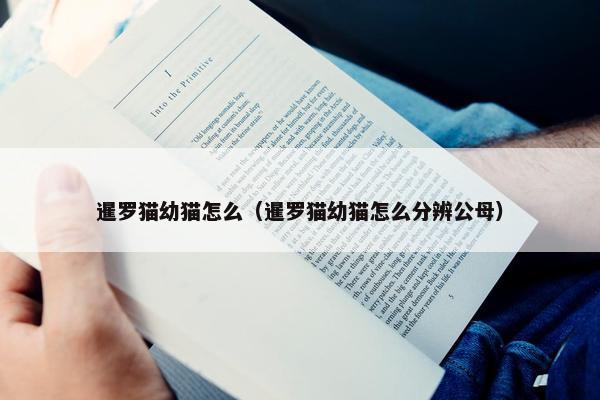 暹罗猫幼猫怎么（暹罗猫幼猫怎么分辨公母）