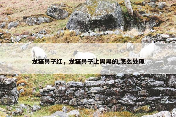 龙猫鼻子红，龙猫鼻子上黑黑的,怎么处理