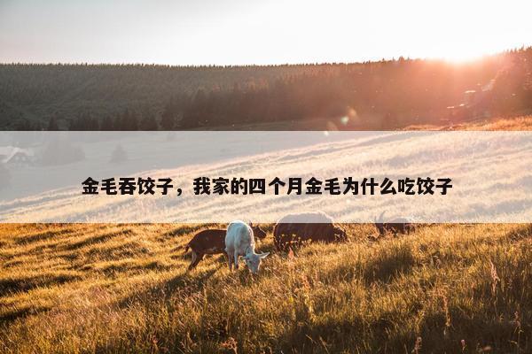 金毛吞饺子，我家的四个月金毛为什么吃饺子