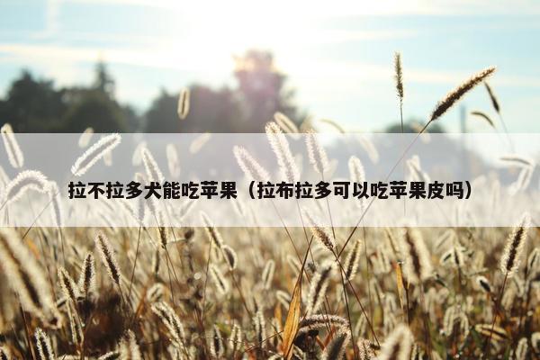 拉不拉多犬能吃苹果（拉布拉多可以吃苹果皮吗）