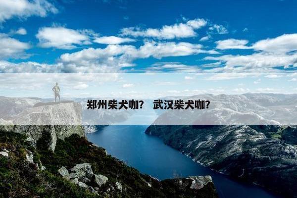 郑州柴犬咖？ 武汉柴犬咖？