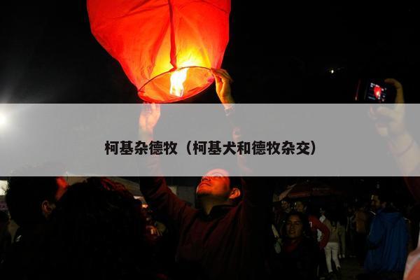 柯基杂德牧（柯基犬和德牧杂交）