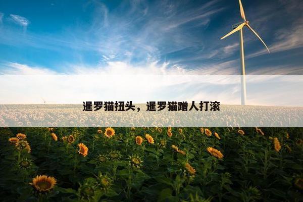 暹罗猫扭头，暹罗猫蹭人打滚