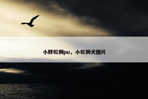 小胖松狮pu，小松狮犬图片