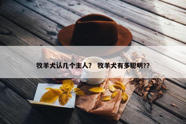 牧羊犬认几个主人？ 牧羊犬有多聪明?？