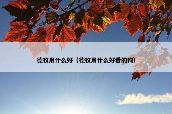 德牧用什么好（德牧用什么好看的狗）