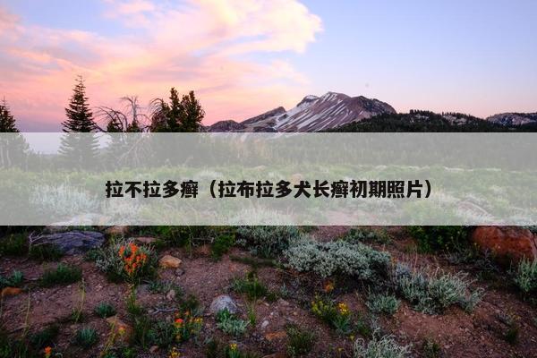 拉不拉多癣（拉布拉多犬长癣初期照片）