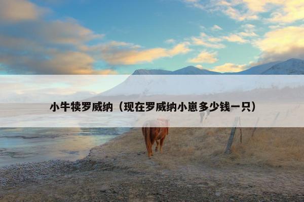 小牛犊罗威纳（现在罗威纳小崽多少钱一只）
