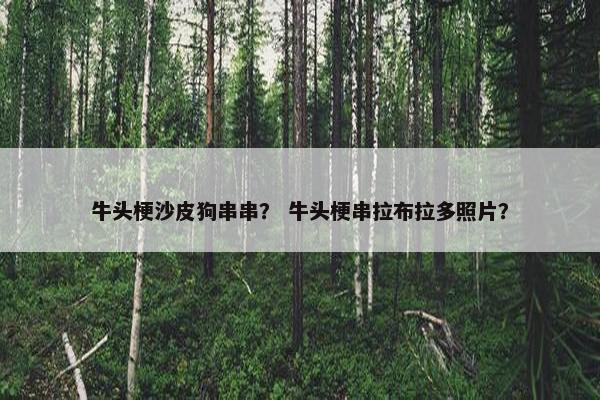 牛头梗沙皮狗串串？ 牛头梗串拉布拉多照片？