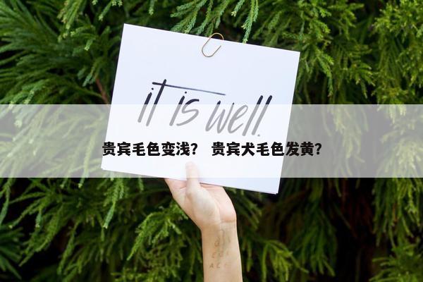 贵宾毛色变浅？ 贵宾犬毛色发黄？
