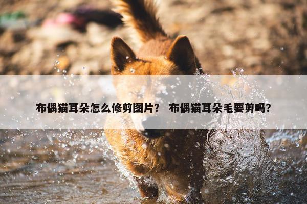 布偶猫耳朵怎么修剪图片？ 布偶猫耳朵毛要剪吗？