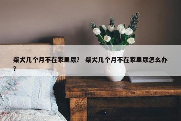 柴犬几个月不在家里尿？ 柴犬几个月不在家里尿怎么办？