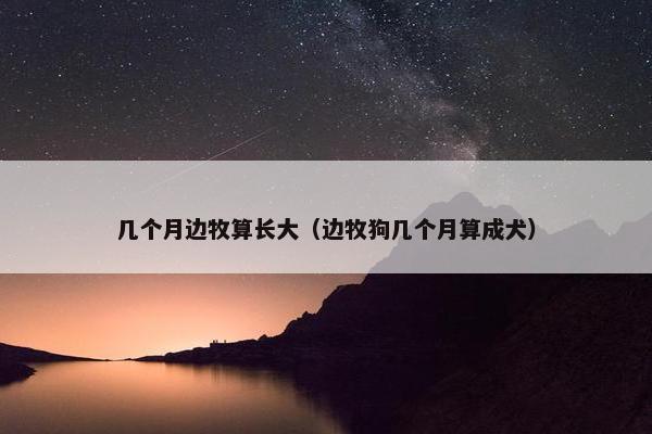 几个月边牧算长大（边牧狗几个月算成犬）