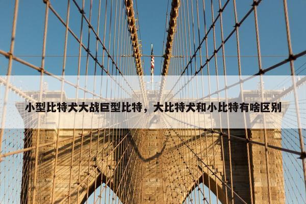 小型比特犬大战巨型比特，大比特犬和小比特有啥区别