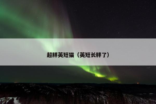 超胖英短猫（英短长胖了）